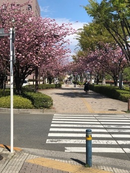 山桜 (1).jpg