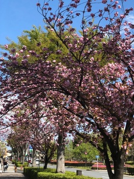 山桜 (2).jpg