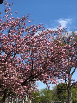 山桜 (3).jpg