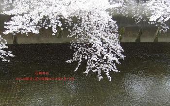 桜石神井川３.JPG