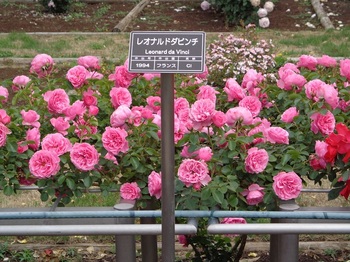 薔薇２.JPG